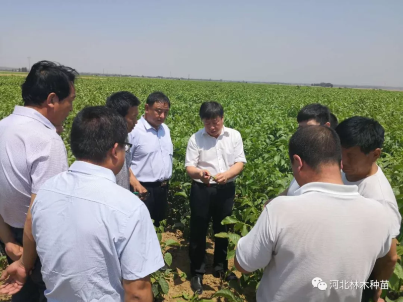 秘书长李书战,献县林业局副局长王红旗,藁城绿都园林经理冀伟,肃宁